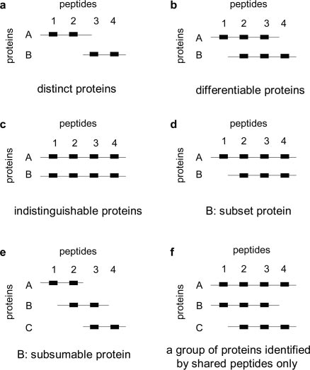 Adapted from: Nesvizhskii, Alexey I., and Ruedi Aebersold. "Interpretation of shotgun proteomic data." Molecular & cellular proteomics 4.10 (2005): 1419-1440. Figure 5